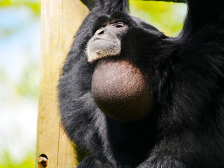 Siamang