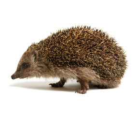 Hedgehog  isolated on white