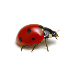 Fototapeta premium Ladybug isolated on white