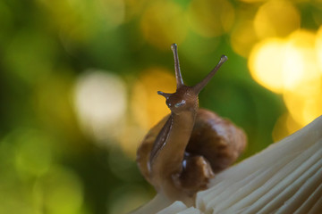Snail in the forest