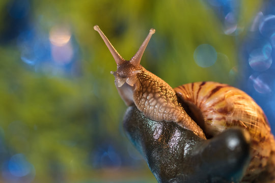 Snail on the lake