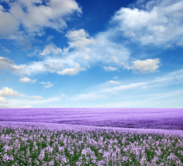 Fototapeta premium Spring flower field