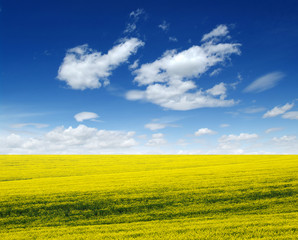 Obraz premium golden field on sky