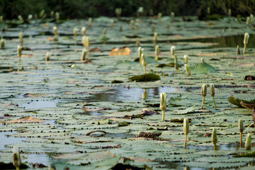 Lotus flowers in a pond