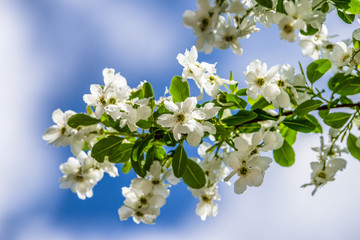 Obraz premium Kwitnące białe kwiaty