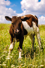 a calf grazing on a meadow