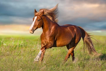 Deurstickers Rood paard rennen in groene weide © callipso88