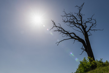 Toter Baum gegen die Sonne