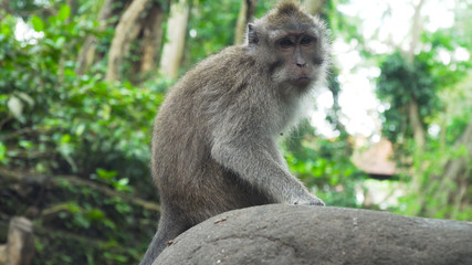 Monkey macaque in the rain forest. Monkeys in the natural environment. Bali, Indonesia. Long-tailed macaques, Macaca fascicularis.