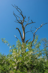 Toter Baum im Frühling