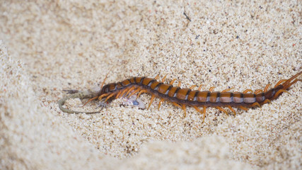 Giant skolopendra, centiped on a sandy beach eating a gecko. Giant red Centipede dangerous animal. Bali, Indonesia.