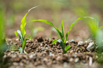Junge Maispflanze im Feld