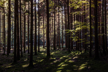 Wald mit Sonne