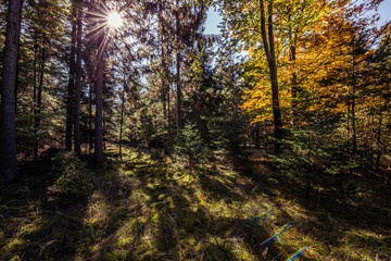 Herbststimmung im Wald