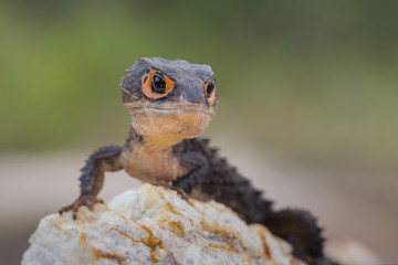 Crocodile skink, gecko,lizard