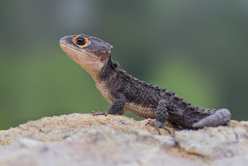 Crocodile skink, gecko,lizard