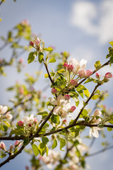 Beautiful blossom on apple tree
