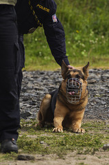 police dog working