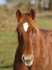 Fototapeta premium Chestnut Horse Head Shot