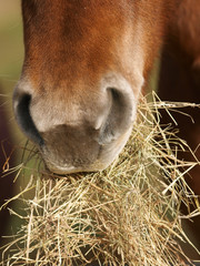 Horse Eating Hay