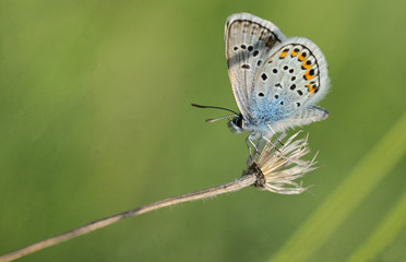 Polyommatus bellargus, Adonis Blue butterfly - obrazy, fototapety, plakaty