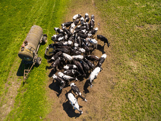 Obraz premium Aerial view of a group of north german dairy cows on a green fresh grass field in the summer in germany. The cows are standing close together at a watering hole.