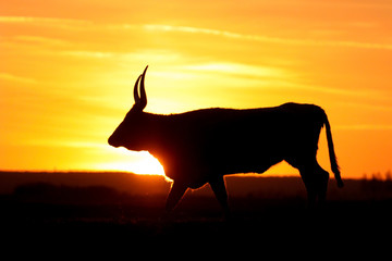 Silhouette of long horn cow on sunset