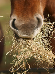 Horse Eating Hay