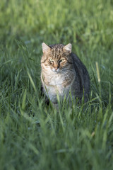 Tabby cat in green grass on hunt.