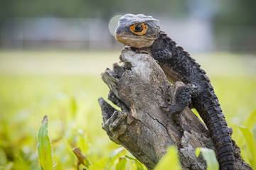 Crocodile skink, gecko,lizard