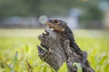  Crocodile skink, gecko,lizard