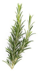 Rosemary spice on the white background. © gitusik