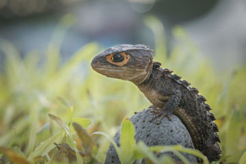  Crocodile skink, gecko,lizard