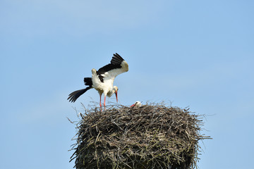 pair of white stork sitting in the nest in the spring pairing season