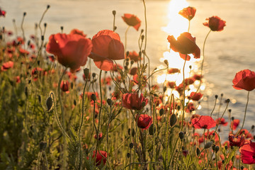 Obraz premium Poppy flowers at sunset