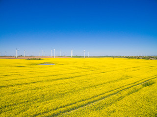 Aerial view of beautiful yellow flowering bright canola rape fields on a sunny day with blue sky