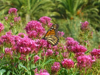 monarch butterfly (Danaus plexippus) on red valerian (Centranthus ruber) at La Gomera, Canaries, Spain