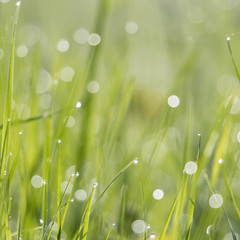 Fototapeta premium Dew drops on the grass.