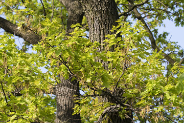 Green leaves of oak with flowers.