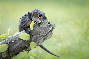 Crocodile skink, gecko,lizard