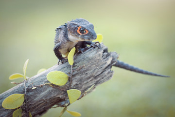 Crocodile skink, gecko,lizard