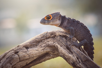 Crocodile skink, gecko,lizard
