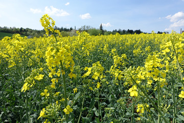 Obraz premium Rapsfeld im Frühling, Süddeutschland