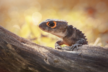 Crocodile skink, gecko,lizard