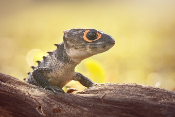 Crocodile skink, gecko,lizard