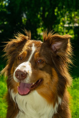 Australian Shepherd Portrait