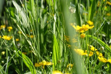 Frühlingsblumenwiese mit Hahnenfuß