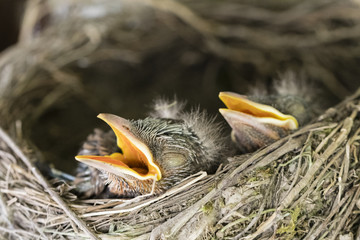 A young boy in a nest.