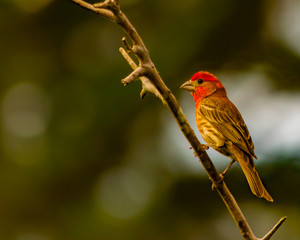 Purple Finch Perched on a Branch