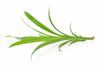 Pandan Leaves isolated on white background